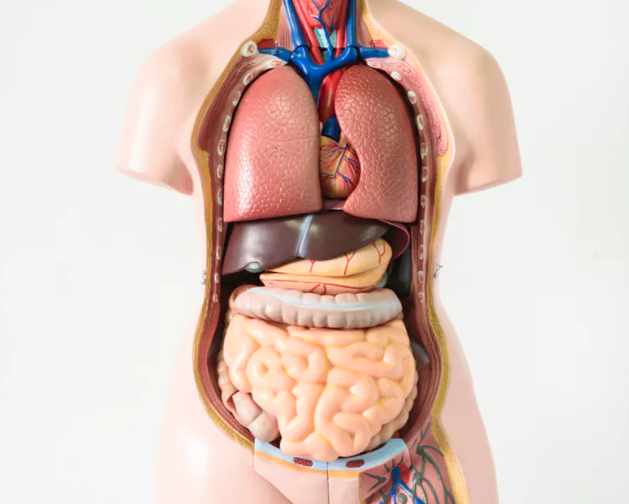 Organer kroppens Sådan arbejder